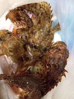Окрестности Ялты, Чёрное море: с бун на отводной, бомбарду и микросиликон по ставриде