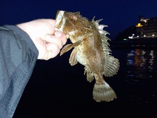 Окрестности Ялты, Чёрное море: с бун на отводной, бомбарду и микросиликон по ставриде