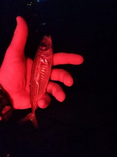 Вечерняя ловля ставридки у бун на Чёрном море рваной проводкой с УФ-подсветкой