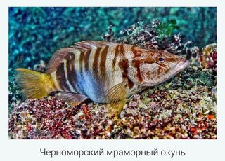 Чёрное море: сапборд, серебристый пилькер 7 г и отпущенная рыба вместо молчащей ставриды