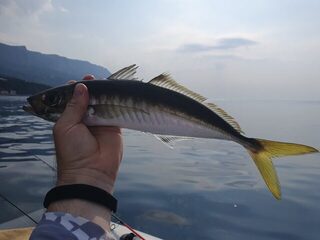 Моя рекордная ставрида у Фороса: 36 см и 360 г на белую химеру