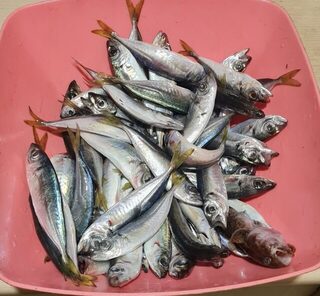 Вечерняя ловля спиннингом с бомбардой и маракуей на Чёрном море у берега