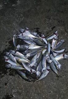 Ялта, Чёрное море: береговая ловля на мормышку весом 0,2 грамма