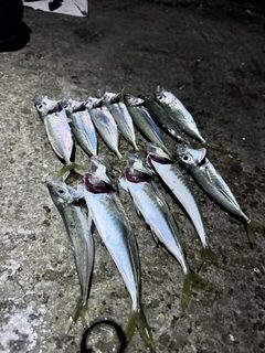 Чёрное море, Хоста, мыс Видный: вечерняя ловля ставриды и хороший клёв