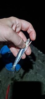 Вечерняя ловля на Чёрном море лёгкой снастью: семь видов за выход