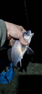 Вечерняя ловля на Чёрном море лёгкой снастью: семь видов за выход