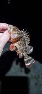 Вечерняя ловля на Чёрном море лёгкой снастью: семь видов за выход