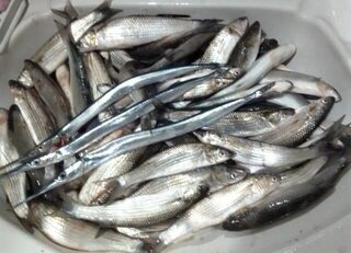 Чёрное море: осенняя и зимняя ловля косяковой чуларки на ультралайт с бомбардой