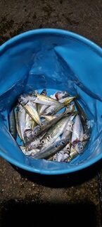 Ялта, Чёрное море: ночная донная рыбалка, бычки, ерши, луфари и ставрида после полуночи