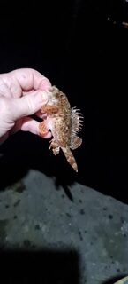Ялта, Чёрное море: ночная донная рыбалка, бычки, ерши, луфари и ставрида после полуночи