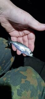 Ялта, Чёрное море: ночная донная рыбалка, бычки, ерши, луфари и ставрида после полуночи