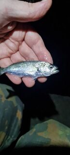 Ялта, Чёрное море: ночная донная рыбалка, бычки, ерши, луфари и ставрида после полуночи