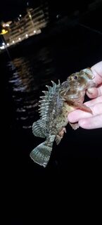 Ялта, Чёрное море: ночная донная рыбалка, бычки, ерши, луфари и ставрида после полуночи