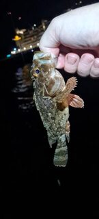 Ялта, Чёрное море: ночная донная рыбалка, бычки, ерши, луфари и ставрида после полуночи