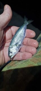 Ялта, Чёрное море: ночная донная рыбалка, бычки, ерши, луфари и ставрида после полуночи