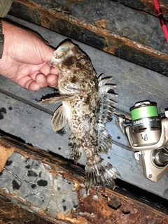 Чёрное море, Джанхот: рекордная скорпена и береговая ловля спиннингом утром