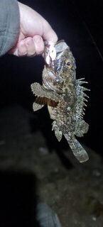 Первые ночные выходы на Чёрном море: луфарь и плавающая бомбарда