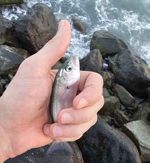 Вечерняя ловля ставридки и луфаря на Чёрном море в мутной воде и накате