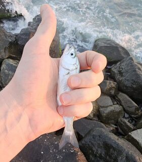 Вечерняя ловля ставридки и луфаря на Чёрном море в мутной воде и накате