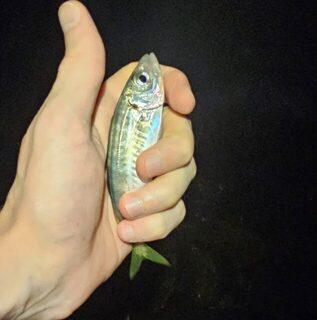 Вечерняя ловля ставридки и луфаря на Чёрном море в мутной воде и накате