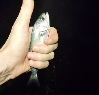 Вечерняя ловля ставридки и луфаря на Чёрном море в мутной воде и накате
