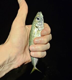 Вечерняя ловля ставридки и луфаря на Чёрном море в мутной воде и накате
