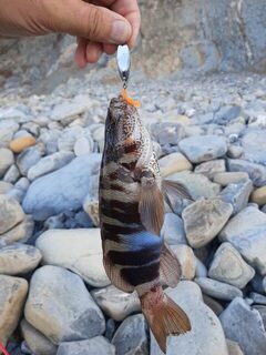 Чёрное море: пять кукушек и девять ласкирей на оранжевый SandWorm длиной 4 дюйма