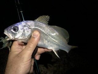 Дагомыс, Чёрное море: ночная ловля ставриды, скорпены и горбылей с усатым гостем в воде