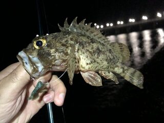 Дагомыс, Чёрное море: ночная ловля ставриды, скорпены и горбылей с усатым гостем в воде