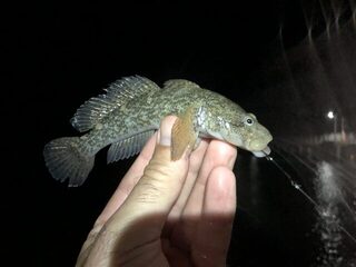 Дагомыс, Чёрное море: ночная ловля ставриды, скорпены и горбылей с усатым гостем в воде