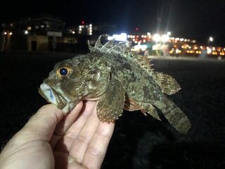 Дагомыс, Чёрное море: ночная ловля ставриды, скорпены и горбылей с усатым гостем в воде