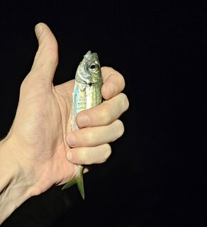 Вечерняя ловля ставридки на Чёрном море: клёв в сумерках и восточный ветер