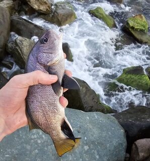 Вечерняя ловля ставриды на Чёрном море с горбылём и сарганом