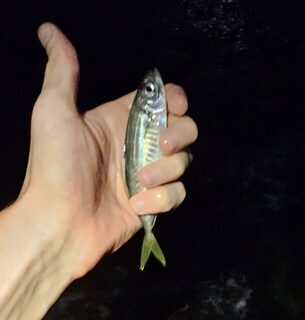 Вечерняя ловля ставриды на Чёрном море с горбылём и сарганом