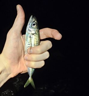 Вечерняя ловля ставриды на Чёрном море с горбылём и сарганом