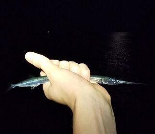 Вечерняя ловля ставриды на Чёрном море с горбылём и сарганом