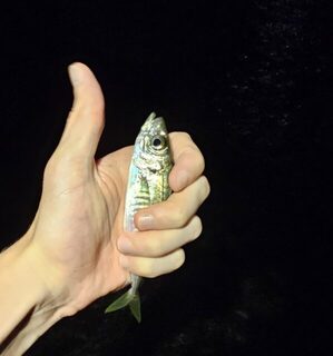 Вечерняя ловля ставриды на Чёрном море с горбылём и сарганом