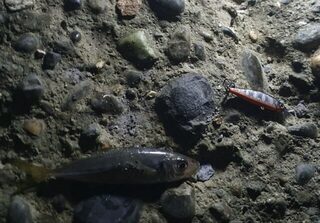 Спиннинговая ловля ставриды и луфаря с буны в Сухуме на Черном море во время морского отпуска