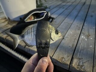Турция: отпуск с Daiwa Gekkabijin, мелкая резина до 2,5 г и сравнение с нашим Чёрным морем
