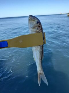 Береговая ловля барабули и горбыля в Адлере на Чёрном море в начале октября