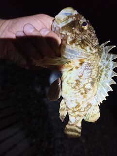 Чёрное море: колючая рыба, рассказы местных об ухе и улов, который оставил в морозилке