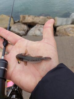 Геленджик, Чёрное море: мормышка вдвоём с сыном прямо сейчас, а рыбка отзывается вяло