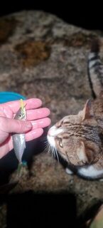 Ялта, вечерняя ловля с буны: тонущая бомбарда 3,6 г, удилище с верхним тестом 3 г и шнур #0.3