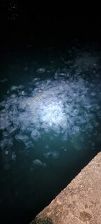 Ялта, Чёрное море: подряд два вечера - ставридка, потом окунь, бомбарда с маракуей и тьма медуз