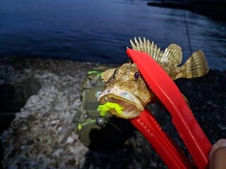 Ловля на Чёрном море: компактная Mosya и чебурашки вместо дорогих приманок