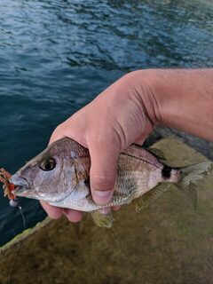 Ловля на Чёрном море: компактная Mosya и чебурашки вместо дорогих приманок