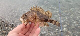 Чёрное море: смарида в начале дня, скорпена следом - как у него менялась рыба за день