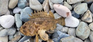 Чёрное море: смарида в начале дня, скорпена следом - как у него менялась рыба за день