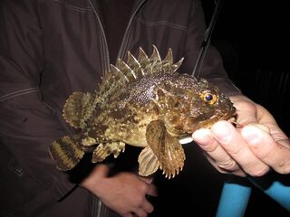 Евпатория и Чёрное море: отличная рыбалка, подсказанные рыболовные места и весёлая компания