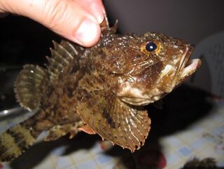 Евпатория и Чёрное море: отличная рыбалка, подсказанные рыболовные места и весёлая компания
